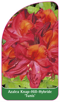 Azalea Knap-Hill-Hybride 'Tunis'