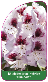 Rhododendron-Hybride 'Humboldt'