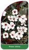 Prunus cistena