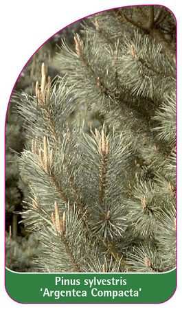 Pinus sylvestris 'Argentea Compacta'