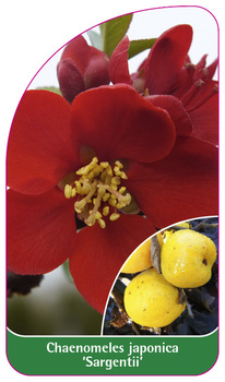 Chaenomeles japonica 'Sargentii'