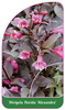 Weigela florida 'Alexandra'