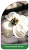 Cornus nuttalii 'Ascona'
