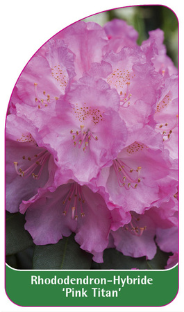Rhododendron-Hybride 'Pink Titan'