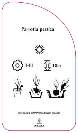 Parrotia persica