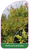 Koelreuteria  paniculata