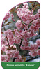 Prunus serrulata 'Kanzan'