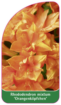 Rhododendron mixtum 'Orangenköpfchen