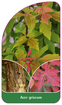 Acer griseum