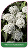 Viburnum rhytidophyllum