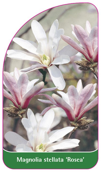 Magnolia stellata 'Rosea'