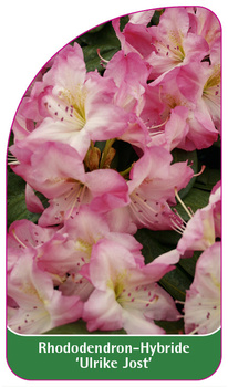 Rhododendron-Hybride 'Ulrike Jost'