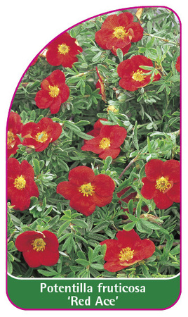 Potentilla fruticosa 'Red Ace'