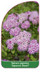 Spiraea japonica 'Japanese Dwarf'