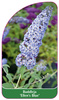 Buddleja 'Ellen's Blue'