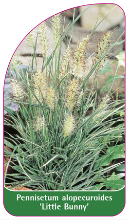 Pennisetum alopecuroides 'Little Bunny'