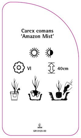 Carex Comans 'Amazon Mist'