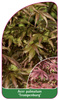 Acer palmatum 'Trompenburg