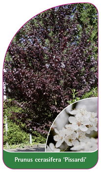 Prunus cerasifera 'Pissardi'