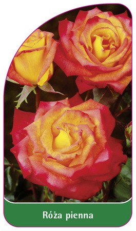 Kmenová růže č. 23