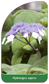 Hydrangea aspera