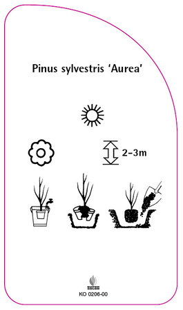 Pinus sylvestris 'Aurea'