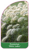 Pennisetum 'White Ladies'