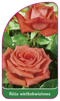 Velkokvětá růže č. 219