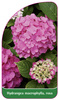 Hydrangea macrophylla, rosa