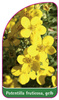 Potentilla fruticosa, gelb