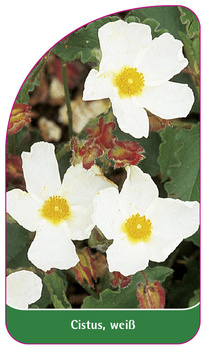 Cistus, weiß