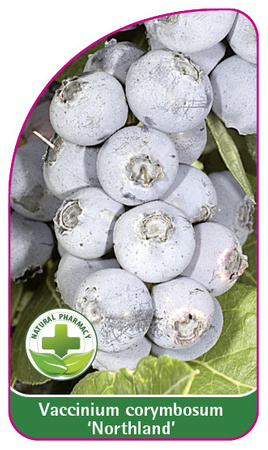 Vaccinium corymbosum 'Northland'