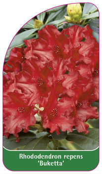 Rhododendron repens 'Buketta'