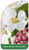 Malus Hybride 'Red Sentinel'