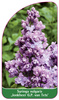 Syringa vulgaris 'Jonkheer G.P. van Tets'