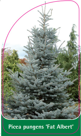 Picea pungens 'Fat Albert'