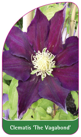 Clematis 'The Vagabond'