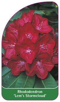 Rhododendron 'Lem's Stormcloud'