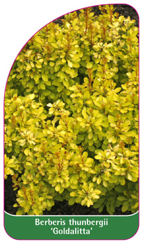 Buxus thunbergii 'Goldalitta'