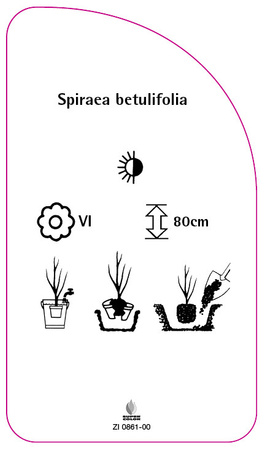 Spiraea betulifolia