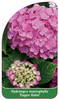 Hydrangea macrophylla 'Eugen Hahn'