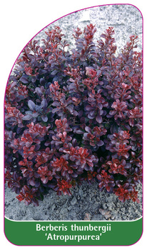 Berberis thunbergii 'Atropurpurea'