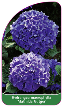 Hydrangea macrophylla 'Mathilde Gutges'