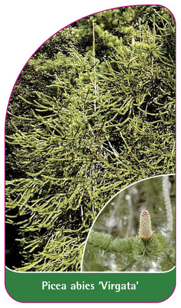 Picea abies 'Virgata'