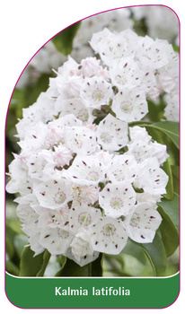 Kalmia latifolia
