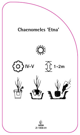 Chaenomeles 'Etna'