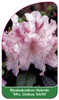 Rhododendron-Hybride 'Mrs. Lindsay Smith'