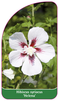 Hibiscus syriacus 'Helena'