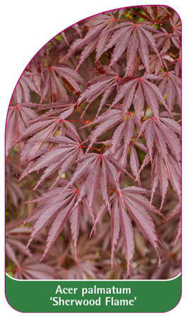 Acer palmatum 'Sherwood Flame'