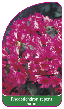 Rhododendron repens 'Satin'